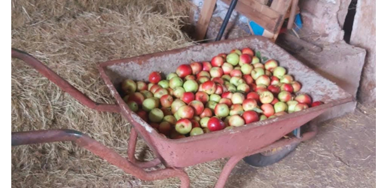 Wheelbarrow of apples